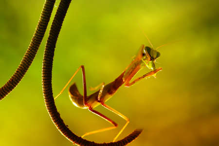 Mantis is a unique animal, this animal uses its skin to disguise its prey among the leaves or trees,...