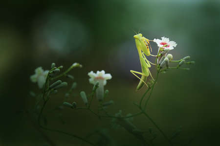 Mantis is a unique animal, this animal uses its skin to disguise its prey among the leaves or trees,...