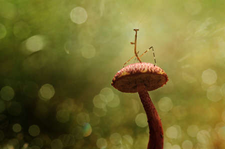 Mantis is a unique animal, this animal uses its skin to disguise its prey among the leaves or trees, there are many types of mantis, usually the color and shape adjusts the place where they live.の写真素材