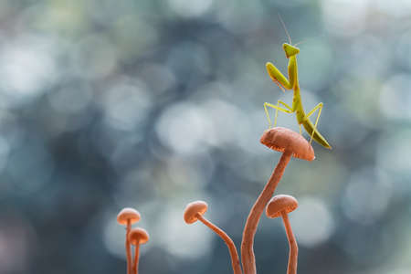 Mantis is a unique animal, this animal uses its skin to disguise its prey among the leaves or trees, there are many types of mantis, usually the color and shape adjusts the place where they live.の素材 [FY310153810876]