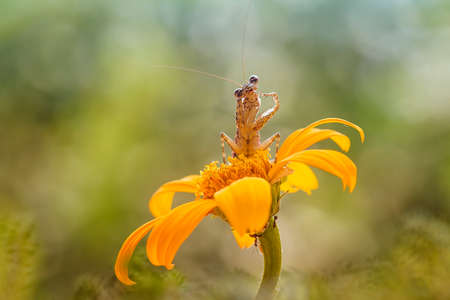Mantis is a unique animal, this animal uses its skin to disguise its prey among the leaves or trees,...