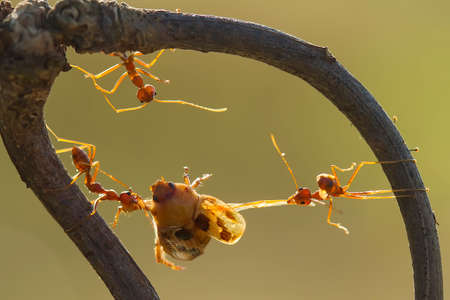 These Red Ants live in colonies, they have necks and strong bites, always cooperate in making nests...