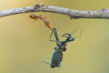 These Red Ants live in colonies, they have necks and strong bites, always cooperate in making nests...