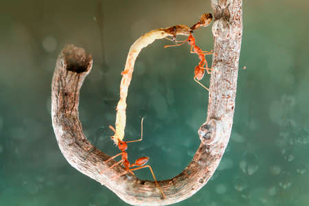 These Red Ants live in colonies, they have necks and strong bites, always cooperate in making nests...