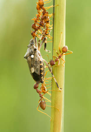 These Red Ants live in colonies, they have necks and strong bites, always cooperate in making nests...