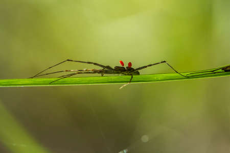 The spider is a very extraordinary animal, it builds its nest as well as a trap to catch its prey...