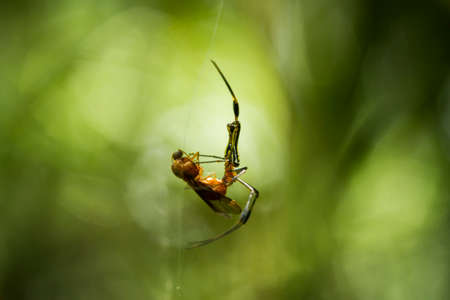 The spider is a very extraordinary animal, it builds its nest as well as a trap to catch its prey from the threads that are released from the inside of its body.の写真素材
