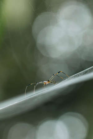The spider is a very extraordinary animal, it builds its nest as well as a trap to catch its prey...