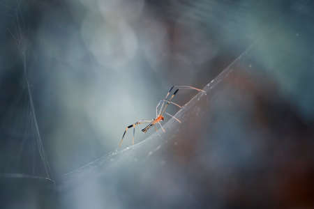 The spider is a very extraordinary animal, it builds its nest as well as a trap to catch its prey...