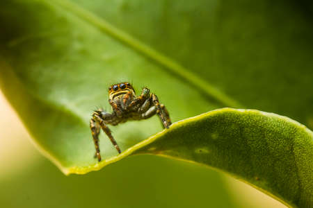 The spider is a very extraordinary animal, it builds its nest as well as a trap to catch its prey from the threads that are released from the inside of its body.の写真素材
