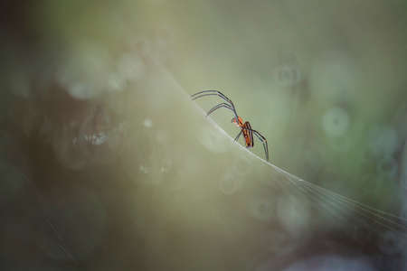 The spider is a very extraordinary animal, it builds its nest as well as a trap to catch its prey...