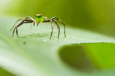 The spider is a very extraordinary animal, it builds its nest as well as a trap to catch its prey from the threads that are released from the inside of its body.の写真素材
