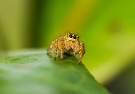 The spider is a very extraordinary animal, it builds its nest as well as a trap to catch its prey...