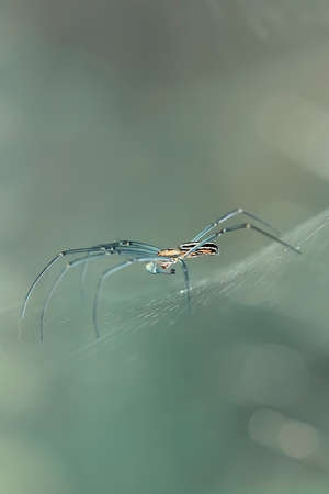 The spider is a very extraordinary animal, it builds its nest as well as a trap to catch its prey...