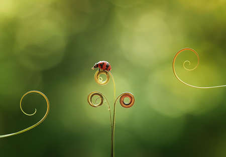 Bug and Beetle types are so numerous they are so small and beautiful, being on the foliage and...