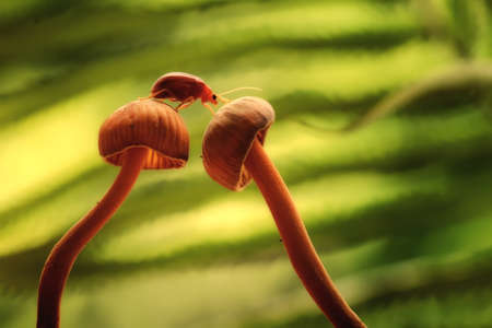 Bug and Beetle types are so numerous they are so small and beautiful, being on the foliage and...