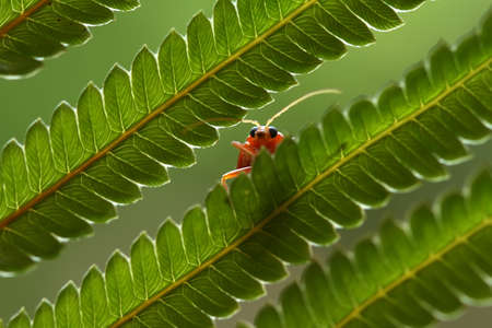 Bug and Beetle types are so numerous they are so small and beautiful, being on the foliage and...