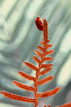 Bug and Beetle types are so numerous they are so small and beautiful, being on the foliage and...