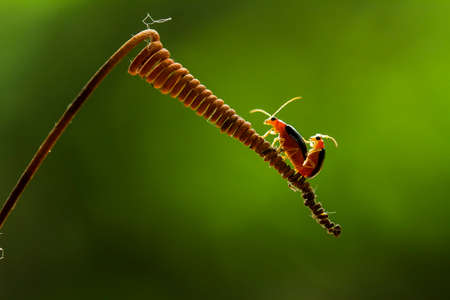 Bug and Beetle types are so numerous they are so small and beautiful, being on the foliage and...