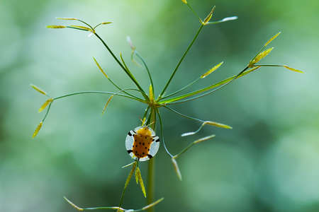 Bug and Beetle types are so numerous they are so small and beautiful, being on the foliage and...