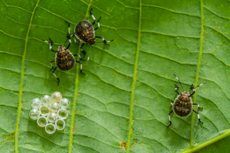 Bug and Beetle types are so numerous they are so small and beautiful, being on the foliage and...