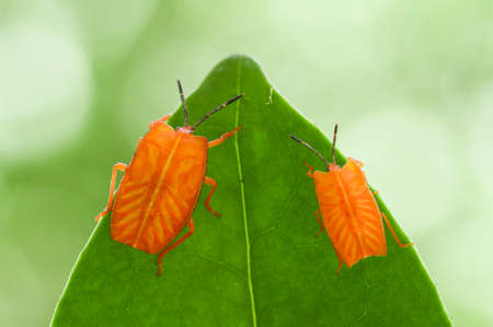 Bug and Beetle types are so numerous they are so small and beautiful, being on the foliage and flowers makes it look really attractive, it's quite difficult to photograph this breed.の写真素材