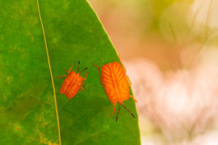 Bug and Beetle types are so numerous they are so small and beautiful, being on the foliage and flowers makes it look really attractive, it's quite difficult to photograph this breed.の写真素材