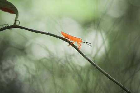 Bug and Beetle types are so numerous they are so small and beautiful, being on the foliage and...