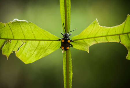 Bug and Beetle types are so numerous they are so small and beautiful, being on the foliage and...