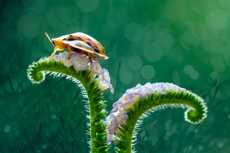 Bug and Beetle types are so numerous they are so small and beautiful, being on the foliage and flowers makes it look really attractive, it's quite difficult to photograph this breed.の写真素材