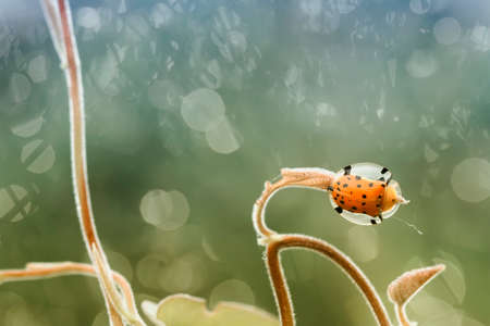 Bug and Beetle types are so numerous they are so small and beautiful, being on the foliage and flowers makes it look really attractive, it's quite difficult to photograph this breed.の写真素材