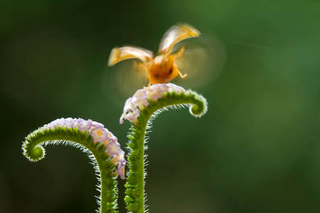Bug and Beetle types are so numerous they are so small and beautiful, being on the foliage and flowers makes it look really attractive, it's quite difficult to photograph this breed.の写真素材