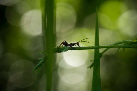 Bug and Beetle types are so numerous they are so small and beautiful, being on the foliage and...