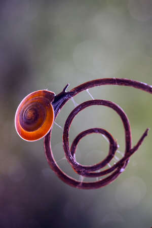 This type of snail is very unique, with a very thin shell and a black body, making this snail very interesting, I found it in a very humid cave.の写真素材