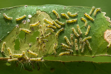 Caterpillars are very diverse, some are beautiful and some are scary, but all are candidates for the...