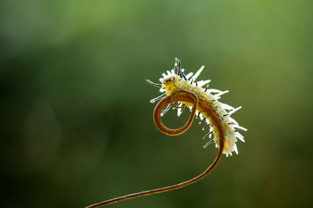 Caterpillars are very diverse, some are beautiful and some are scary, but all are candidates for the...