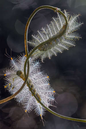 There are many types of caterpillars that are around us, their shapes are unique, beautiful and...