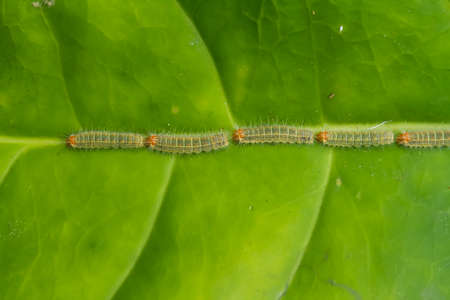 There are many types of caterpillars that are around us, their shapes are unique, beautiful and...