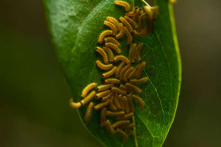 There are many types of caterpillars that are around us, their shapes are unique, beautiful and...