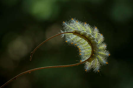 There are many types of caterpillars that are around us, their shapes are unique, beautiful and...