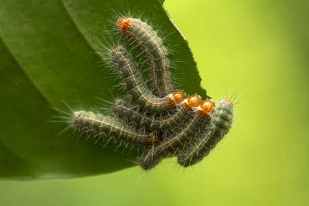 There are many types of caterpillars that are around us, their shapes are unique, beautiful and cute, these caterpillars will become beautiful butterflies. extraordinaryの写真素材