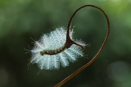 There are many types of caterpillars that are around us, their shapes are unique, beautiful and cute, these caterpillars will become beautiful butterflies. extraordinaryの写真素材