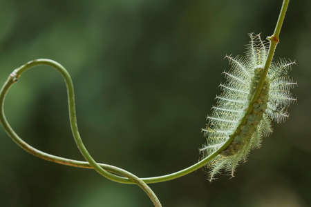 There are many types of caterpillars that are around us, their shapes are unique, beautiful and cute, these caterpillars will become beautiful butterflies. extraordinaryの写真素材