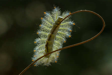 There are many types of caterpillars that are around us, their shapes are unique, beautiful and cute, these caterpillars will become beautiful butterflies. extraordinaryの写真素材