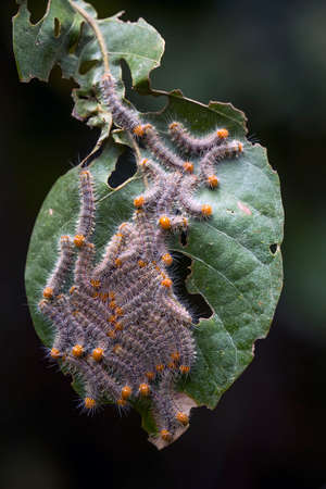 There are many types of caterpillars that are around us, their shapes are unique, beautiful and cute, these caterpillars will become beautiful butterflies. extraordinaryの写真素材