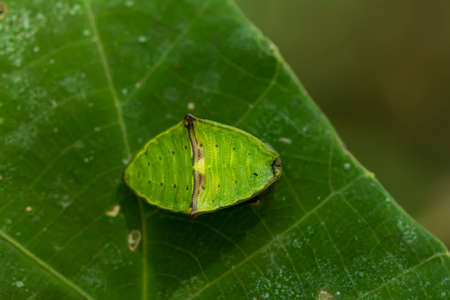 There are many types of caterpillars that are around us, their shapes are unique, beautiful and...