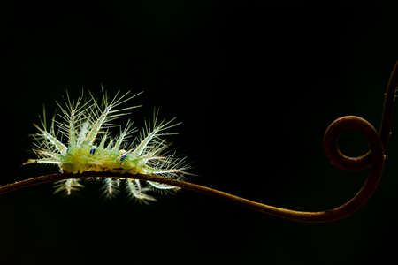 There are many types of caterpillars that are around us, their shapes are unique, beautiful and cute, these caterpillars will become beautiful butterflies. extraordinary.の写真素材