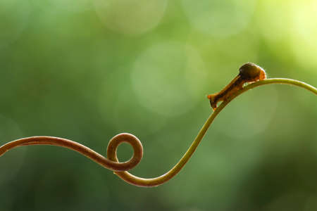 There are many types of caterpillars that are around us, their shapes are unique, beautiful and cute, these caterpillars will become beautiful butterflies. extraordinary.の写真素材