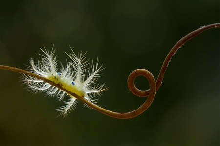 There are many types of caterpillars that are around us, their shapes are unique, beautiful and...