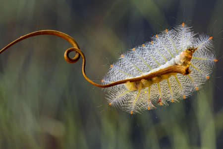 There are many types of caterpillars that are around us, their shapes are unique, beautiful and...